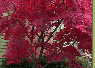 Japanese Bloodgood Maple Tree Growth Rate - Fastest Growing Japanese Maple